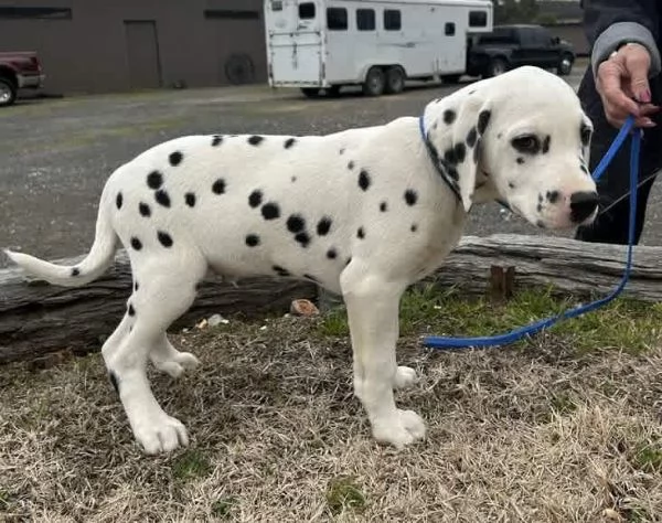 Cuccioli di pedigree Dalmata 34633502370