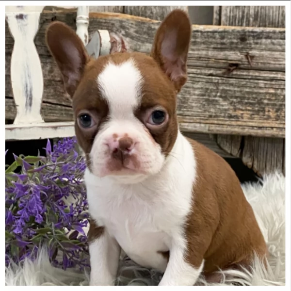 Cuccioli di Boston Terrier di razza pura 034633502370