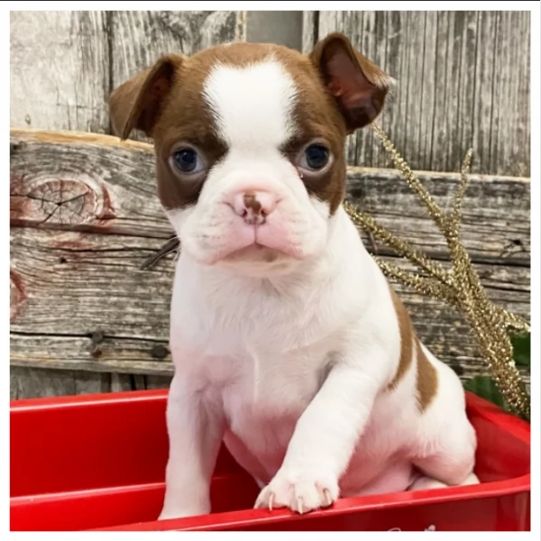 Cuccioli di Boston Terrier di razza pura 034633502370 | Foto 2