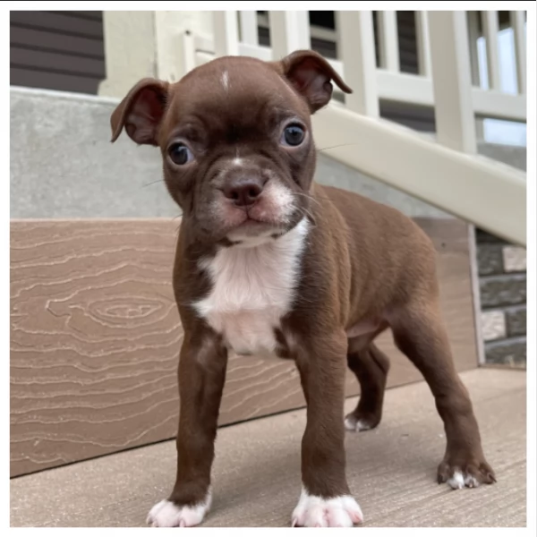 Cuccioli di Boston Terrier di razza pura | Foto 1