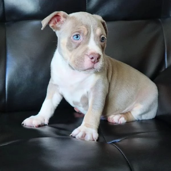  Cuccioli di XL Bully Americano  34633502370 | Foto 0