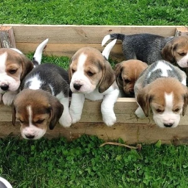 Cuccioli di Beagle di razza  34633502370