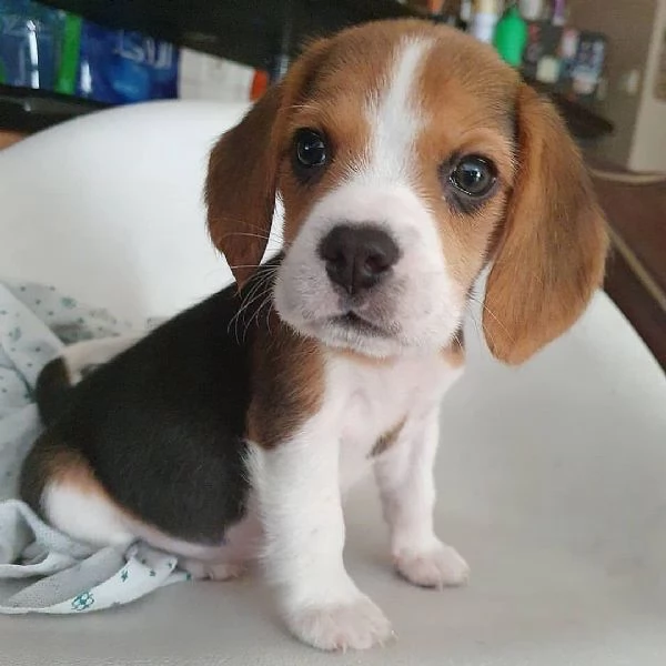 Cuccioli di Beagle di razza | Foto 0