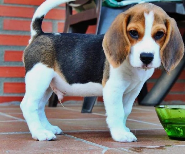 Cuccioli di Beagle di razza