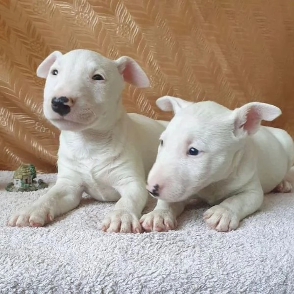 Cuccioli di Bull Terrier 34633502370