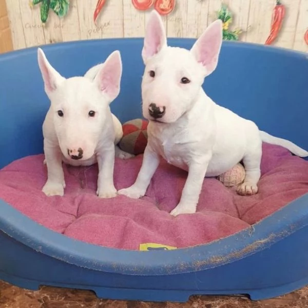 Cuccioli di Bull Terrier 34633502370 | Foto 2