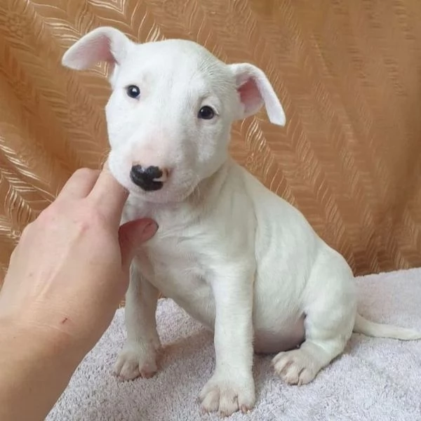 Cuccioli di Bull Terrier 34633502370 | Foto 1