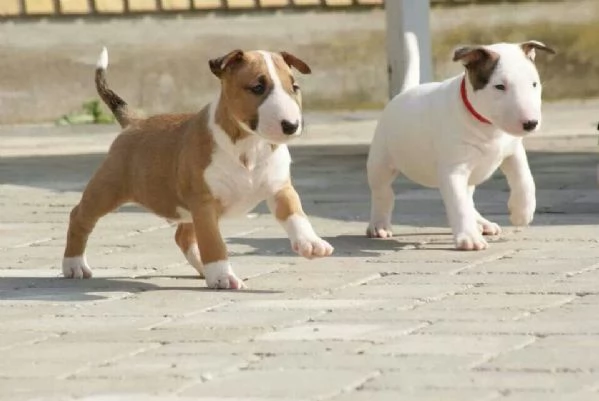 Cuccioli di Bull Terrier 34633502370 | Foto 0