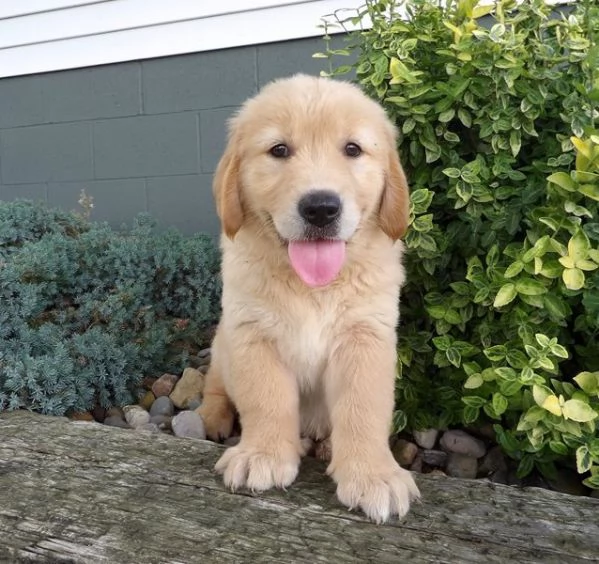 Cuccioli di Golden Retriever  34633502370