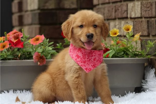 Cuccioli di Golden Retriever  34633502370 | Foto 1