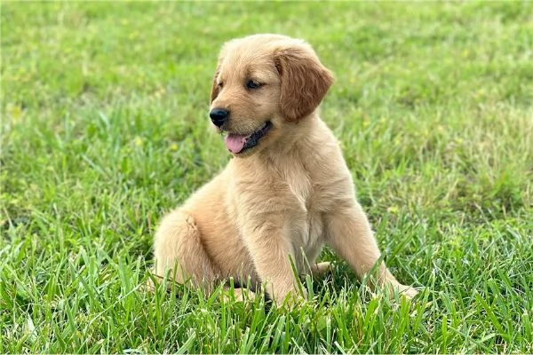 Cuccioli di Golden Retriever  34633502370 | Foto 0