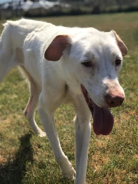 BlanKo derivato labrador ha bisogno di una casa | Foto 6