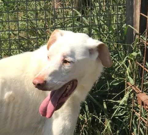 BlanKo derivato labrador ha bisogno di una casa | Foto 5