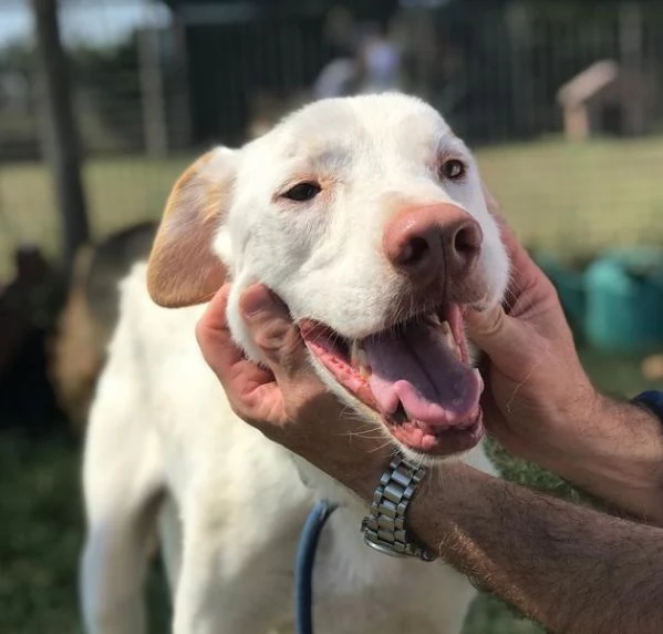 BlanKo derivato labrador ha bisogno di una casa | Foto 4