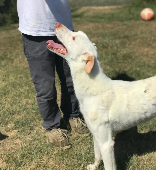 BlanKo derivato labrador ha bisogno di una casa | Foto 3