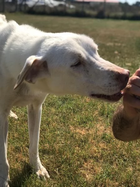 BlanKo derivato labrador ha bisogno di una casa | Foto 2