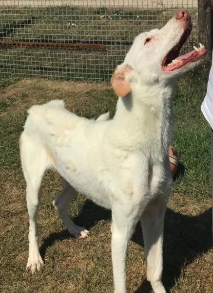 BlanKo derivato labrador ha bisogno di una casa | Foto 1