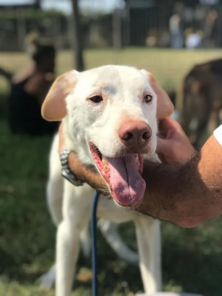 BlanKo derivato labrador ha bisogno di una casa | Foto 0