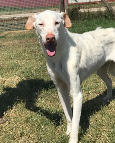 BlanKo derivato labrador ha bisogno di una casa