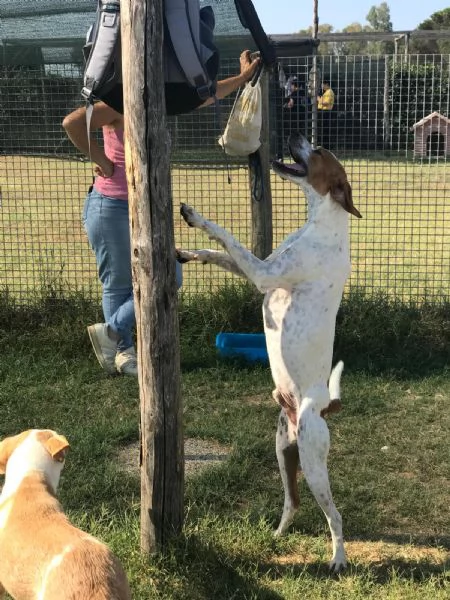 PUK bretoncino bianco e arancio | Foto 2