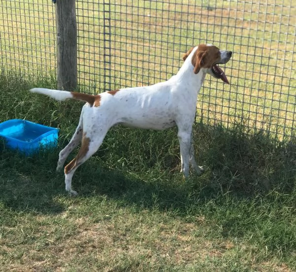 PUK bretoncino bianco e arancio | Foto 0