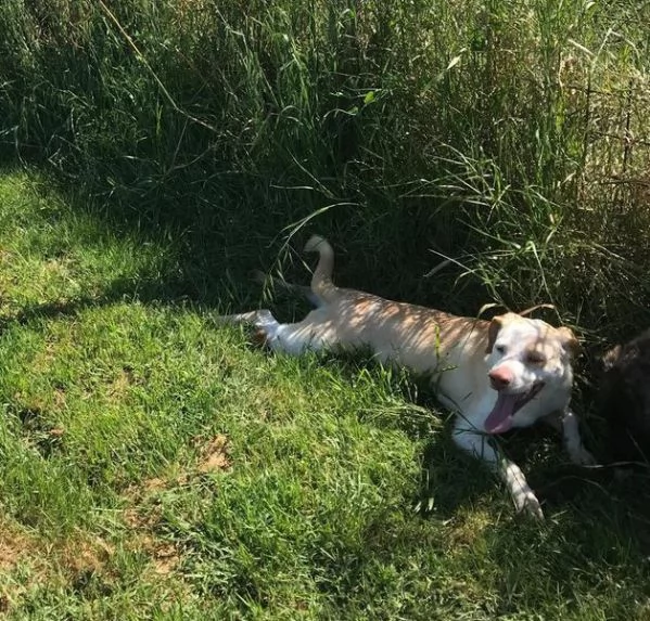 CASSANDRA SIMIL LABRADORINA IN ADOZIONE | Foto 4