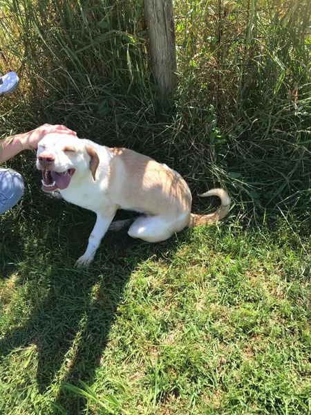 CASSANDRA SIMIL LABRADORINA IN ADOZIONE | Foto 2