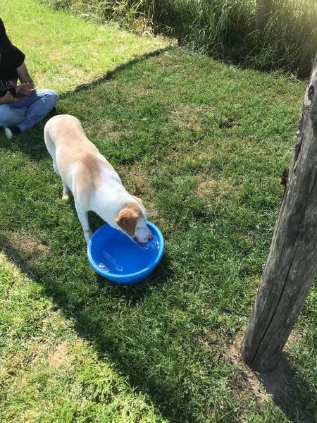 CASSANDRA SIMIL LABRADORINA IN ADOZIONE | Foto 1