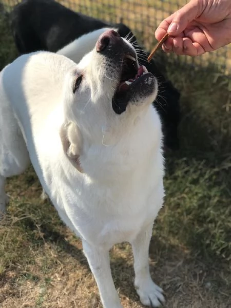 Commodo il cane giusto per la pet therapy | Foto 2