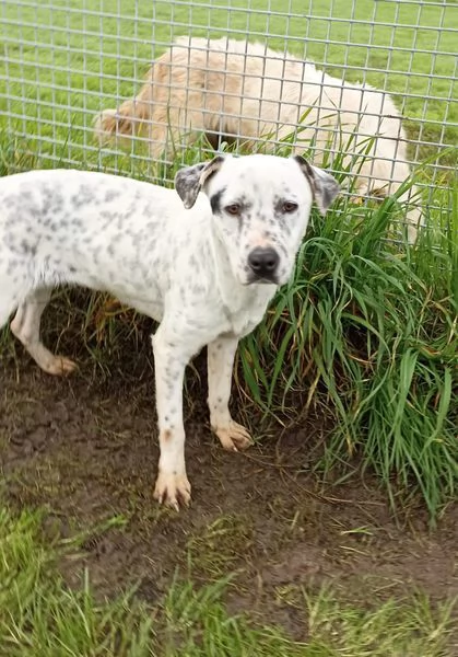 Gina meticcio cane femmina | Foto 1