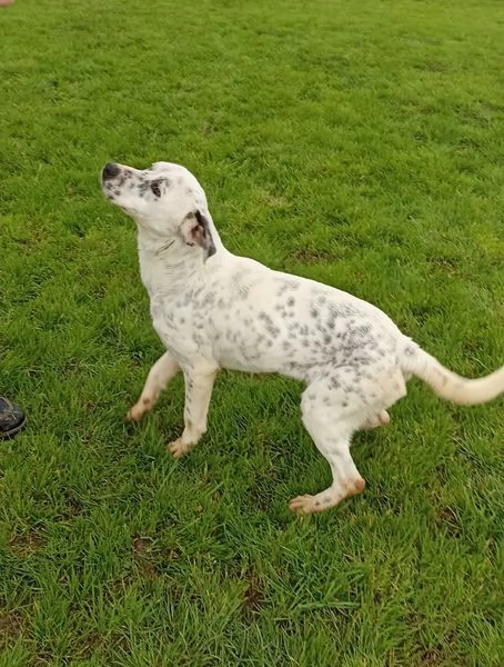 Gina meticcio cane femmina | Foto 0