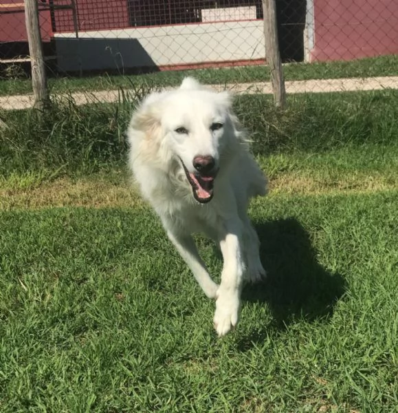 REA SILVIA derivato golden retriver  | Foto 4