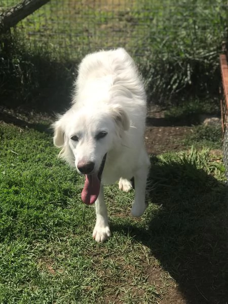 REA SILVIA derivato golden retriver  | Foto 2