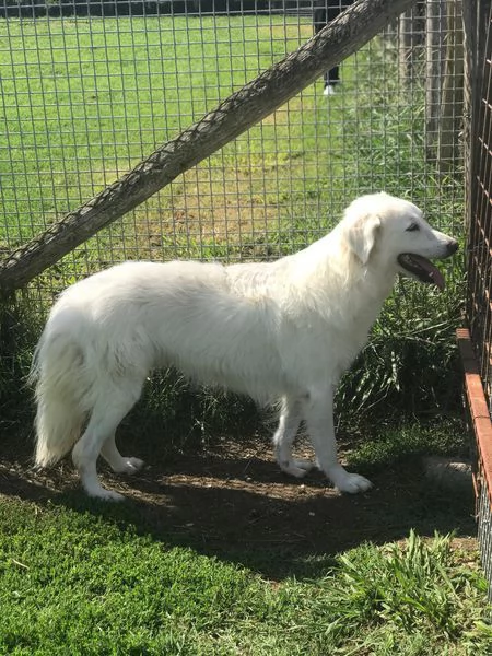 REA SILVIA derivato golden retriver  | Foto 0