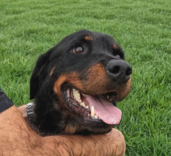 AMBETA una rottweiler per amica | Foto 5