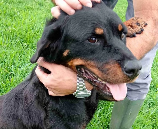 AMBETA una rottweiler per amica