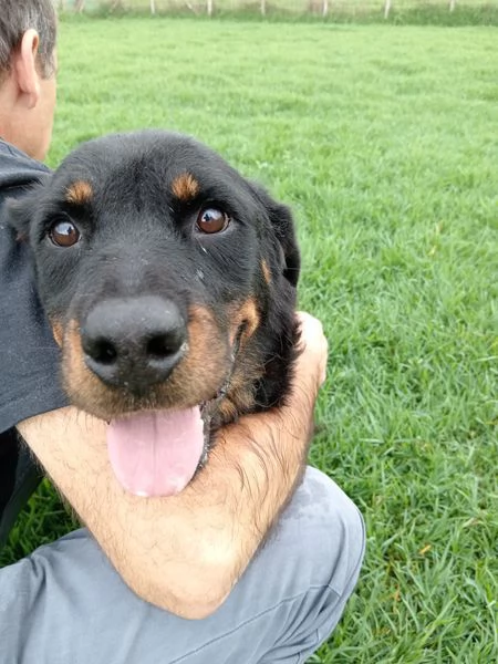 AMBETA una rottweiler per amica | Foto 4