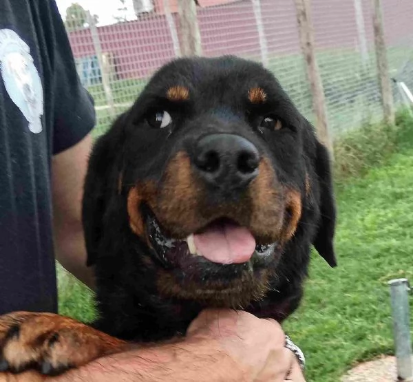 AMBETA una rottweiler per amica | Foto 3