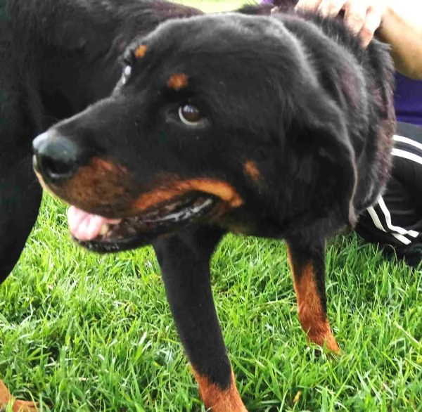 AMBETA una rottweiler per amica | Foto 2