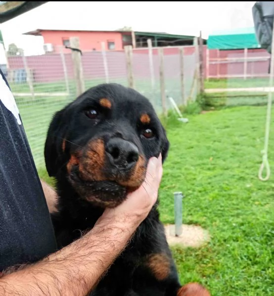 AMBETA una rottweiler per amica | Foto 1