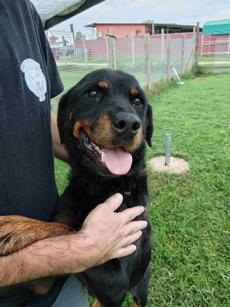 AMBETA una rottweiler per amica | Foto 0