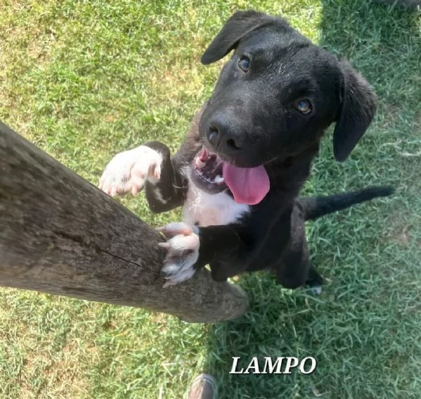 Lampo simpaticissimo cucciolo