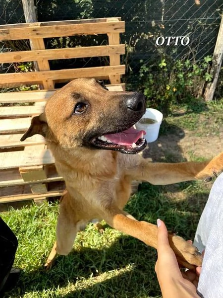 Otto il bel cucciolotto | Foto 3