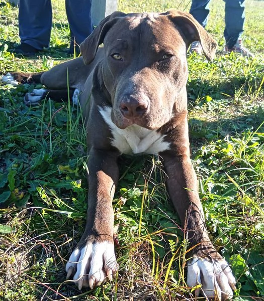 APACHE cucciolo di American Pit Bull Terrier | Foto 0