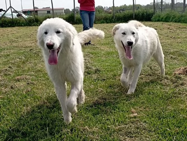 ZIGULi cucciolone da amare per sempre | Foto 2