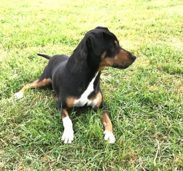 Masaniello il cagnolino super bello | Foto 5