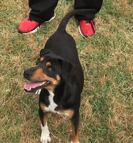 Masaniello il cagnolino super bello | Foto 4