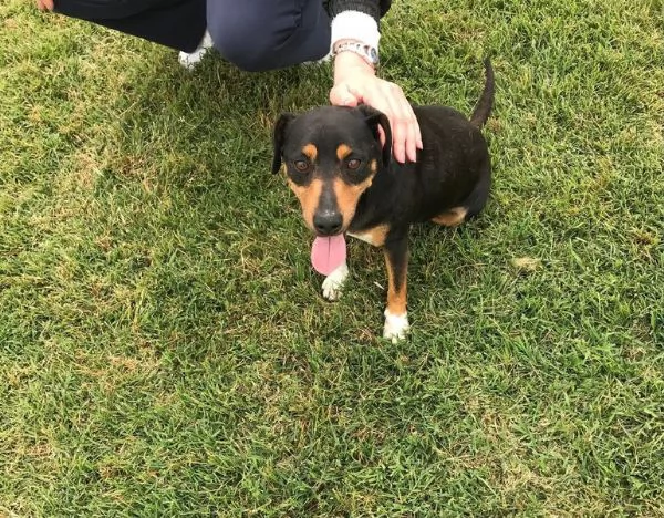 Masaniello il cagnolino super bello | Foto 3