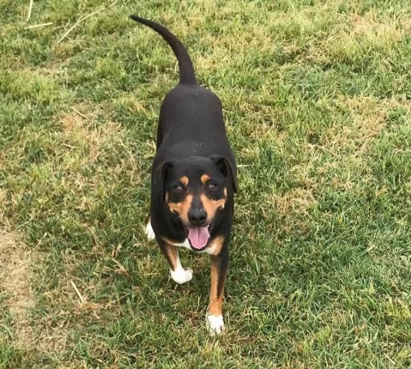 Masaniello il cagnolino super bello