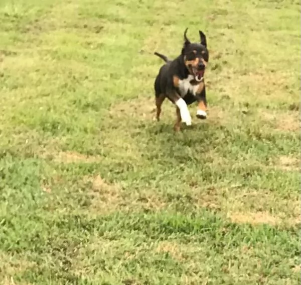 Masaniello il cagnolino super bello | Foto 0